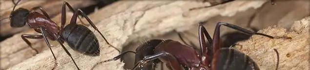 Close-up of ants on wood showing an active ant infestation in Phoenix, AZ