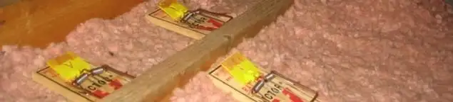 Mouse traps placed in an attic for rodent control in Phoenix, AZ