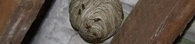 Wasp nest in an attic space, a common home infestation risk in Phoenix, AZ