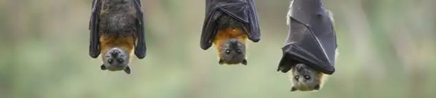 Bats roosting together, a common sign of a bat infestation in Phoenix, AZ