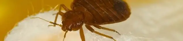 Close-up of a bed bug, a sign of an active infestation in Phoenix, AZ