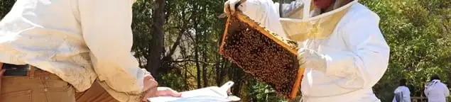 Bee removal specialists relocating a hive and honeycomb safely in Phoenix, AZ