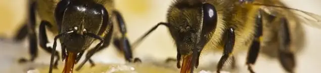 Close-up of honey bees, a sign of a nearby hive in Phoenix, AZ