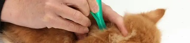 Flea treatment for pets using a flea comb, a sign of flea problems in Phoenix, AZ