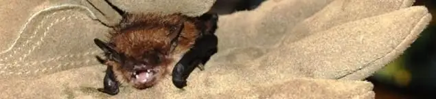 Bat removal specialist holding a bat safely during humane exclusion in Phoenix, AZ