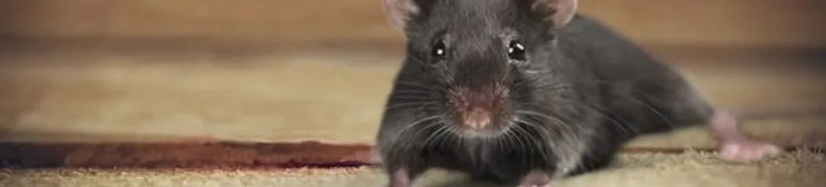 Mouse indoors, a common sign of a rodent infestation in Phoenix, AZ
