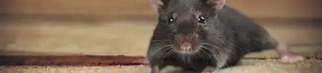 Mouse indoors, a common sign of a rodent infestation in Phoenix, AZ