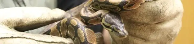 Snake removal specialist safely handling a snake with protective gloves in Phoenix, AZ