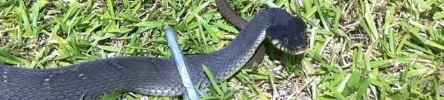 Snake in a yard, a common sign of a snake problem near a home in Phoenix, AZ