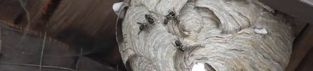 Close-up of a wasp nest with active wasps, a sign of an infestation in Phoenix, AZ